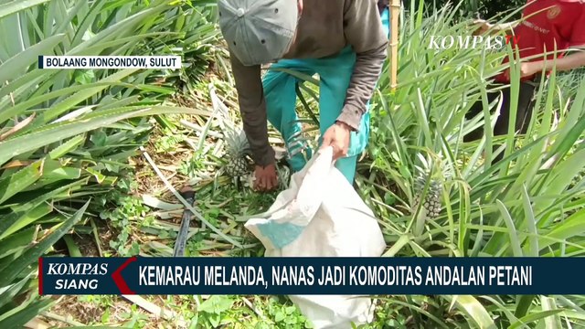 Kemarau Melanda, Nanas Jadi Komoditas Andalan Petani di Bolaang Mongondow