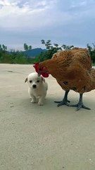 Télécharger la video: Hen And Dog Living With Each Other | Animals Funny Moments |Animals Satisfying Videos | Cute Pets #animal #pets #dog #doglover #cutepuppies #hen