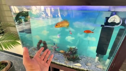 Coco Nay Boht Bara Nuksan Kr Dia _2