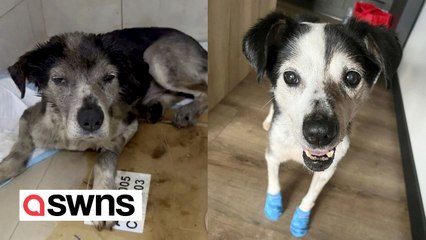 Dog of war finds loving new home after cheating death twice in Ukraine