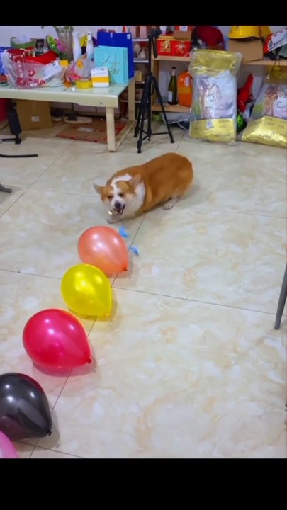 Balloons and dog.