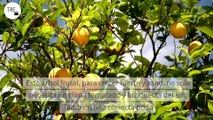 El truco para tener limones de calidad y en abundancia: cómo y cuándo podar nuestros limoneros