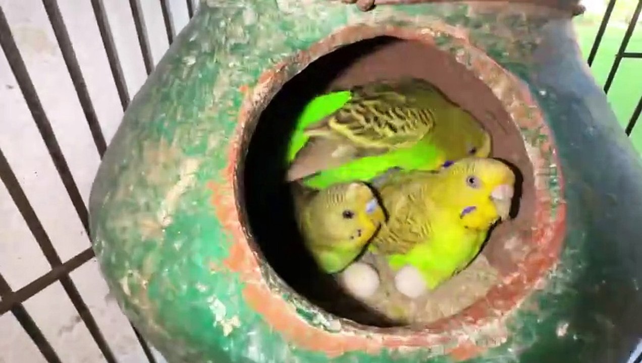 Baby Fishes Ko Big Fishes K Sath Chor Dia