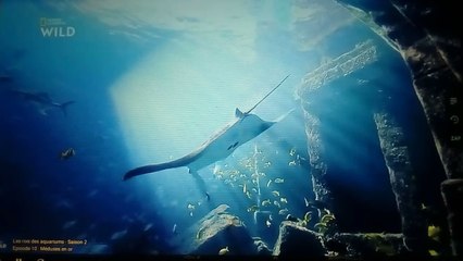 Les rois des aquariums : Méduses en or