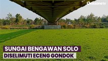 Sungai Bengawan Solo Tertutup Hamparan Eceng Gondok Sepanjang 5 Km