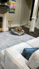 Une montre intelligente clignotante confond le chien