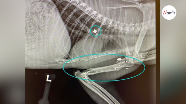 Rifugio salva un gatto gravemente ferito: le radiografie del veterinario rivelano l'impensabile