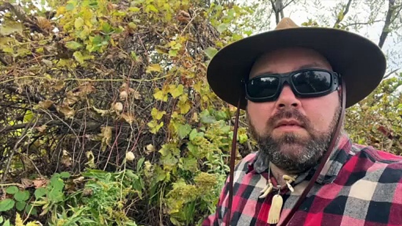 Finding Wild Cucumber (Loofa)