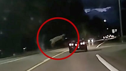 This Deer Has Hops! Dashcam Footage Captures An Unreal Moment