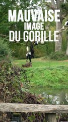 Les gorilles, des animaux dangereux ?