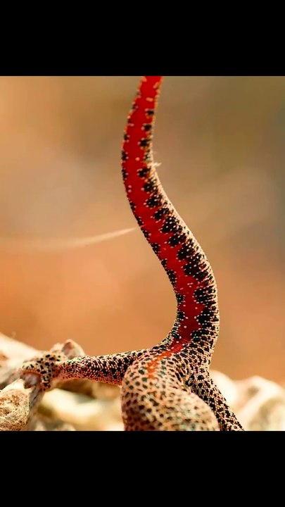 golden tailed gecko!!