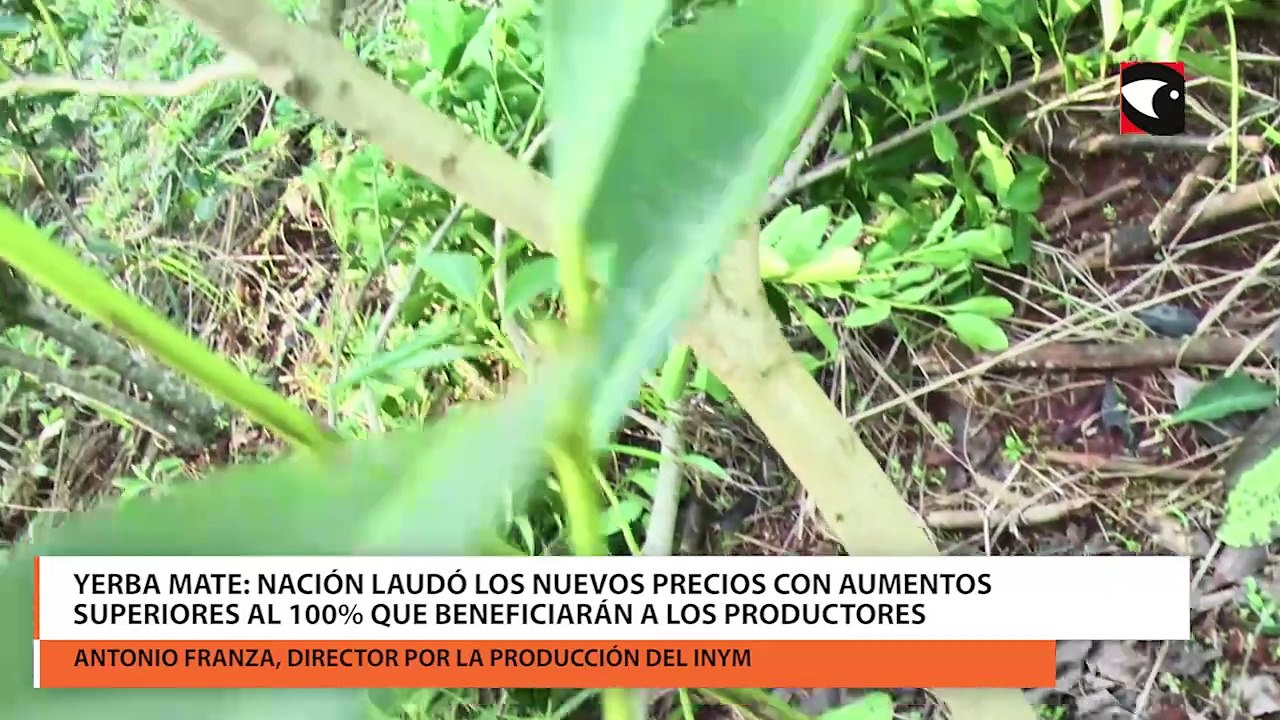 Yerba mate nación laudó los nuevos precios con aumentos superiores al 100% que beneficiarán a los productores