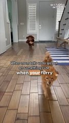 Playful Pups Steal the Halloween Show || Best of Internet