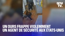 Un ours frappe violemment au visage un agent de sécurité d'un hôtel aux États-Unis