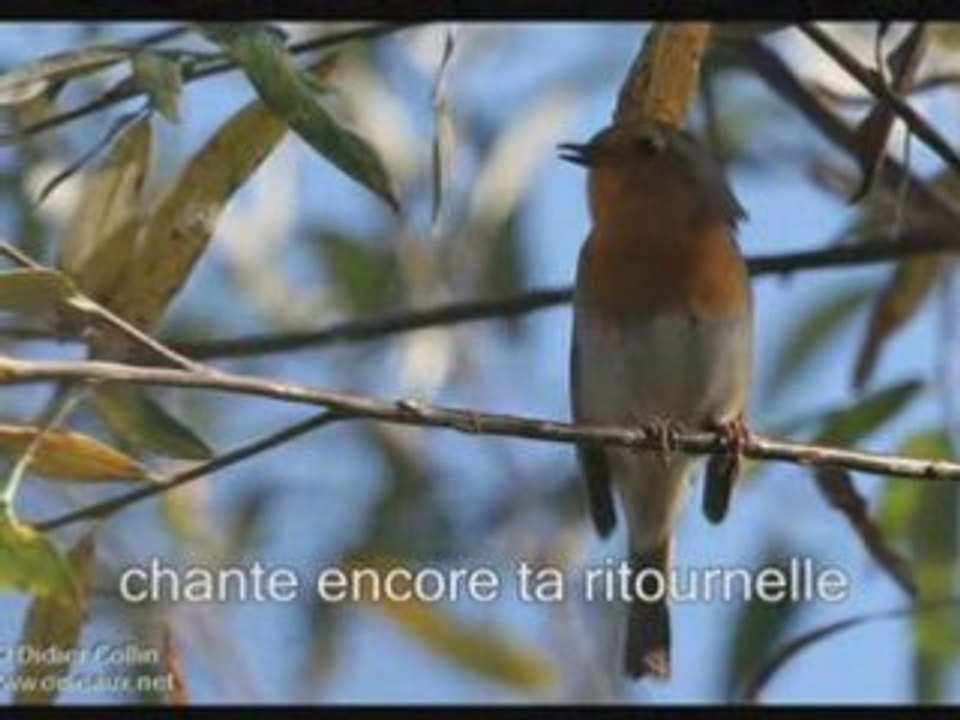 U pettirussu - I surghjenti (traduite)