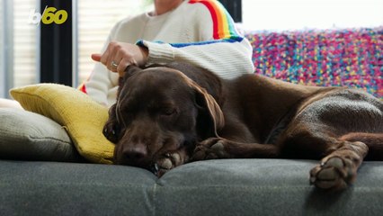 Pets Are Constantly Spoiled By Their Owners