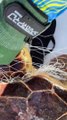 Une tortue sauvée d'une ligne de pêche étranglée