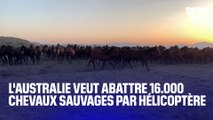 L'Australie veut abattre 16.000 chevaux sauvages par hélicoptère