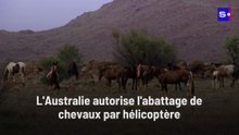 L'abattage de chevaux par hélicoptère autorisé en Australie