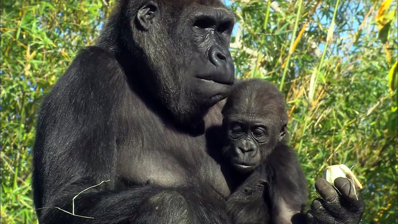 Did You Know That Recycling Your Cell Phone Could Help Save Apes?