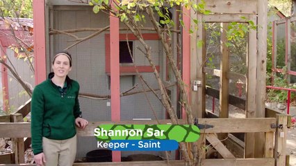 Why Solving This Puzzle Is The Perfect Mental Stimulation for This Very Intelligent Crow