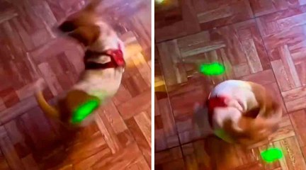 Hilarische video: ontmoet de eerste door een touw aangedreven hond in de geschiedenis