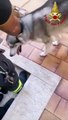 Messina, un cane rimane con la testa incastrata in una grata: salvato dai vigili del fuoco