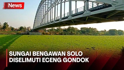 Sungai Bengawan Solo Menghijau Tertutup Eceng Gondok Sepanjang 5 Km