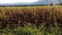 Agricultores de la Región Norte reportan pérdidas económicas de hasta 30 mil pesos por la sequía