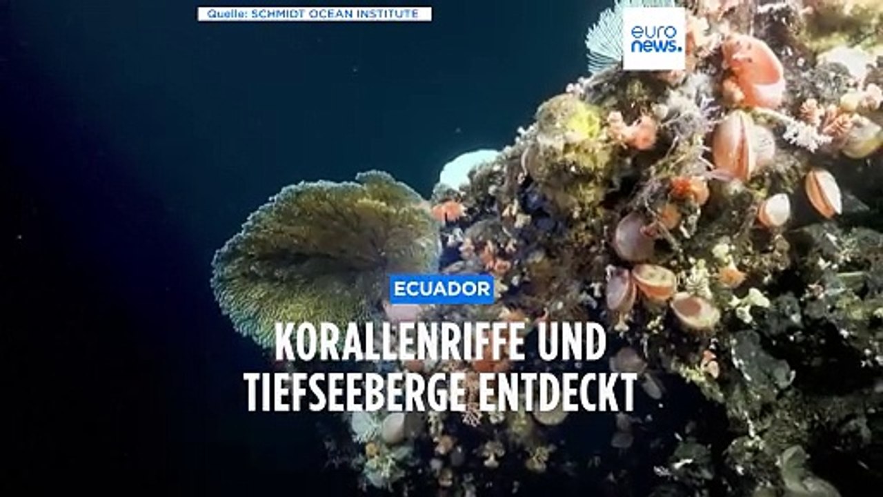 Galapagos: Neue Korallenriffe und Tiefseeberge entdeckt