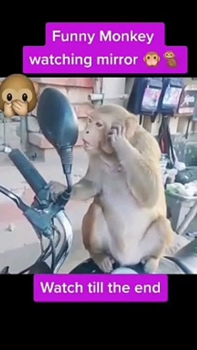 Funny monkey
