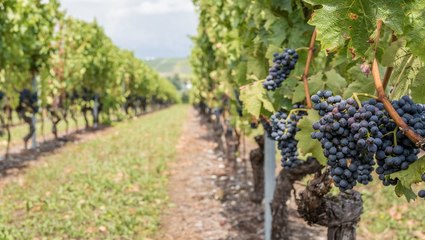 14 Wineries to Visit if You Want to Be an Expert in French Wine