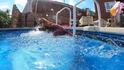 Undefeated Stationary Dog Paddle Champion