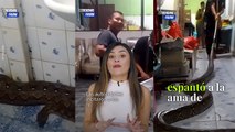 Enorme pitón hallada en un baño aterrorizó a una familia en Tailandia