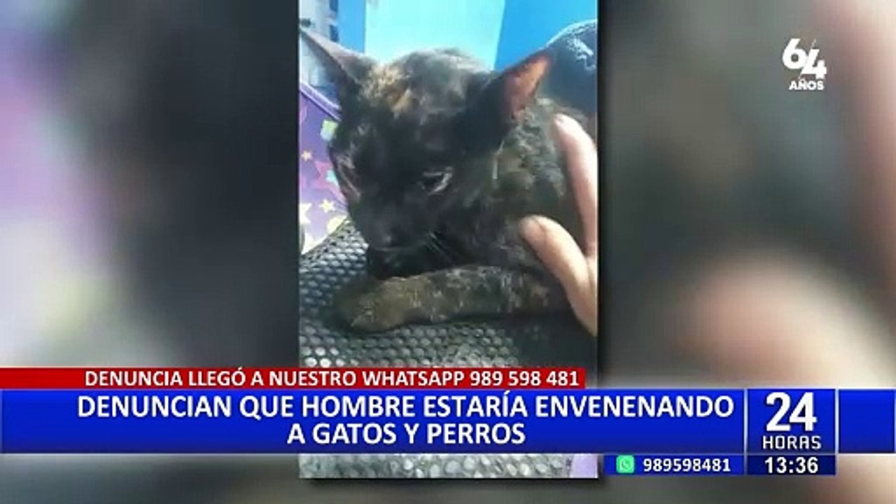 VMT: denuncian que vecino estaría envenenando a perritos y gatitos