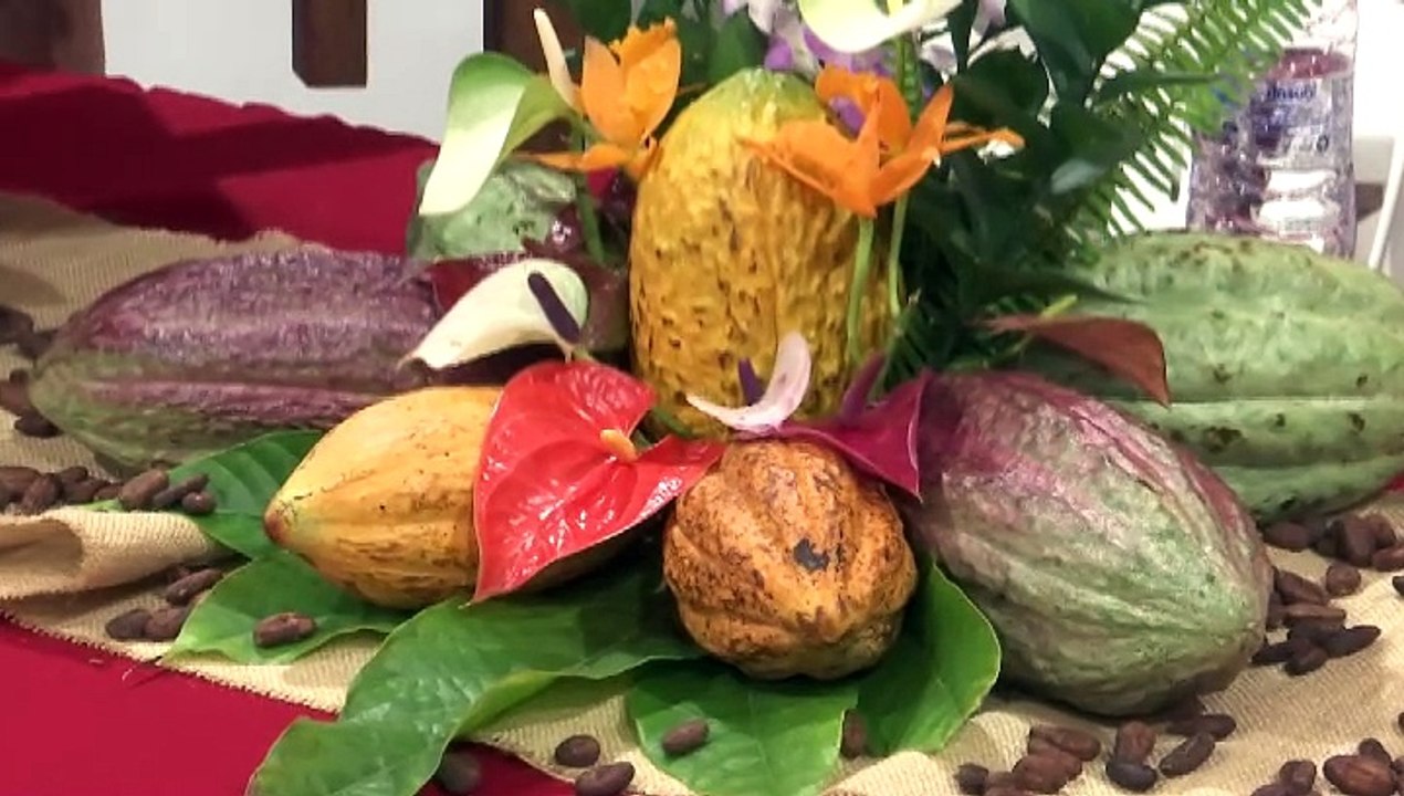 COCOA DIVERSITY