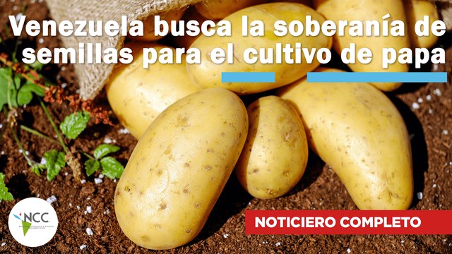 Venezuela busca la soberanía de semillas para el cultivo de papa |599| 30 octubre - 5 noviembre 2023