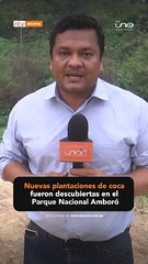 Nuevas plantaciones de coca fueron descubiertas en el Parque Nacional Amboró