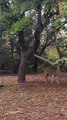 Woman Saves Young Buck From Old Hammock