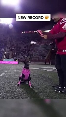 World record for longest catch at a sporting event and its by a dog via Frisbee Rob