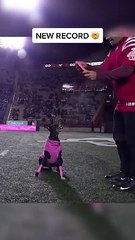 World record for longest catch at a sporting event and its by a dog via Frisbee Rob