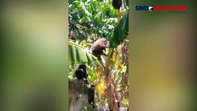 Warga Barru Resah, Kawanan Monyet Serbu Perkebunan