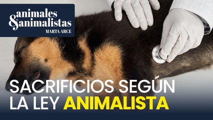 Los únicos casos en los que puedes sacrificar a tu mascota según la ley animalista
