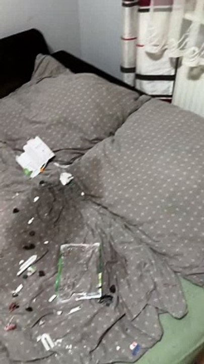 Perrita deja en shock a su dueño por destruir sus videojuegos de PlayStation 4