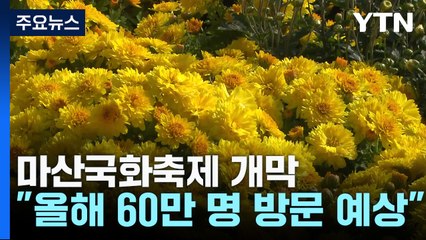푸른 바다 앞 노란 국화...제23회 마산국화축제 열려 / YTN