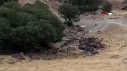 Sürüye yaklaşan kurdu köpek böyle kovaladı