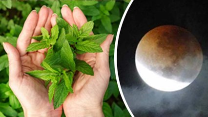 Chandra Grahan 2023 : चंद्र ग्रहण से पहले खाने की चीज़ में तुलसी का पत्ता क्यों डालते है | Boldsky