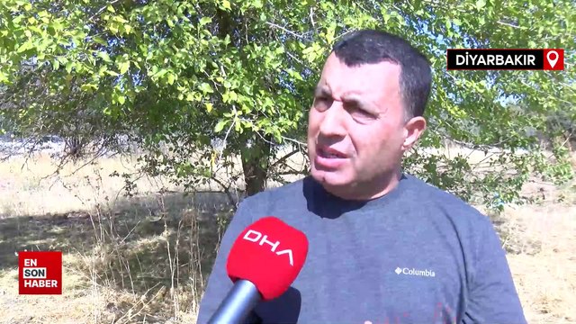 Küresel ısınma çekirge popülasyonunu artırdı