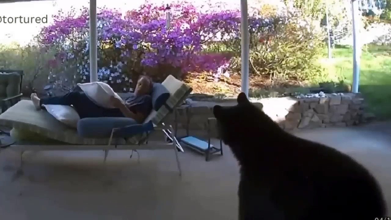 Funny Cat and Dog videos 2023 - Try Not To Laugh Dogs And Cats  Funniest Animals Video 2023 - Part 1