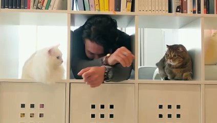 Cats vs Stranger! A Suspicious Man Appeared! | Kittisaurus